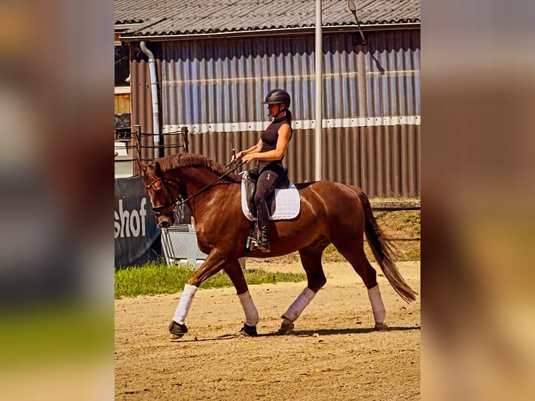 Westfale Wallach 8 Jahre 173 cm Dunkelfuchs in Erkrath