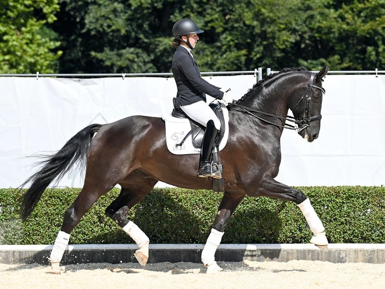 Westfale Wallach 8 Jahre 173 cm Rappe in Bad Bevensen
