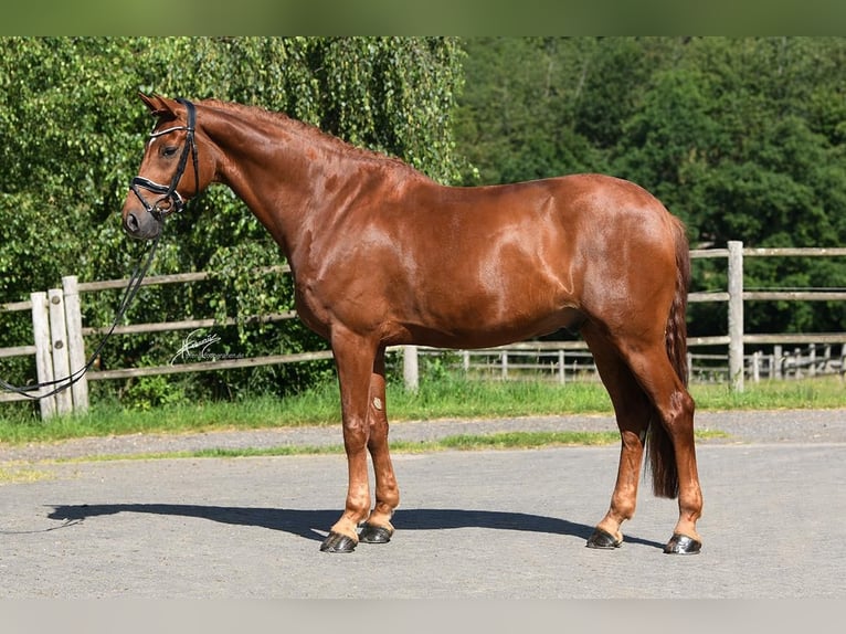 Westfale Wallach 8 Jahre 174 cm Dunkelfuchs in Altenmünster