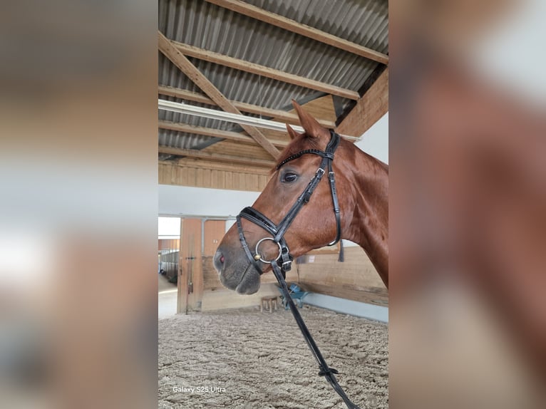 Westfale Wallach 8 Jahre 174 cm Dunkelfuchs in Altenmünster