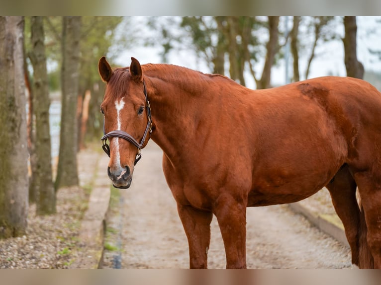 Westfale Wallach 8 Jahre 174 cm Fuchs in Bad W&#xF6;rishofen