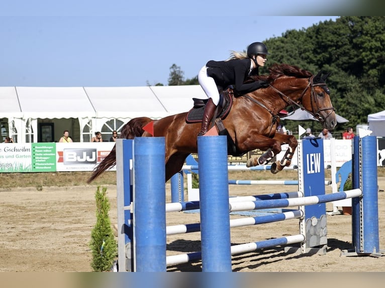Westfale Wallach 8 Jahre 174 cm Fuchs in Bad W&#xF6;rishofen