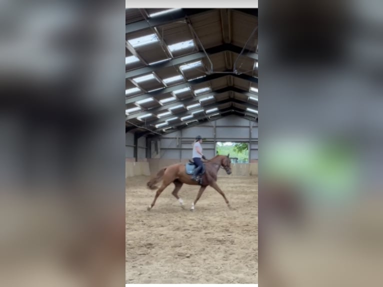 Westfale Wallach 8 Jahre 174 cm Fuchs in Swisttal