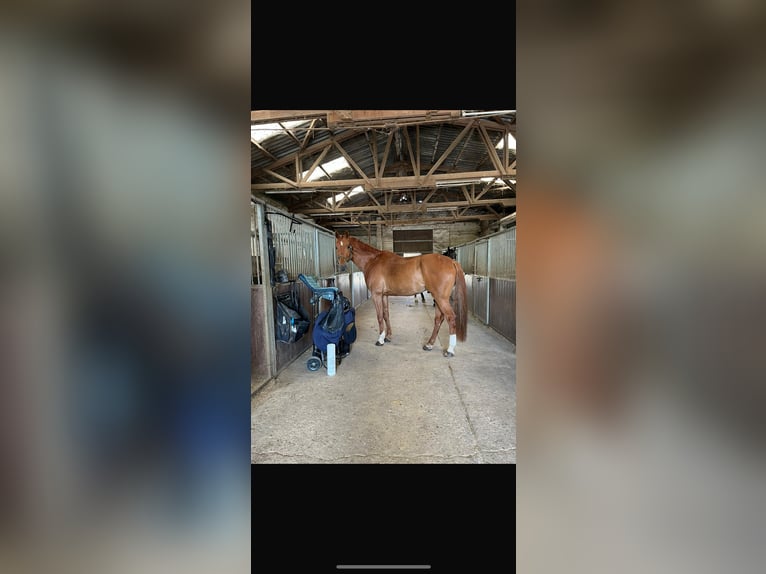 Westfale Wallach 8 Jahre 174 cm Fuchs in Swisttal