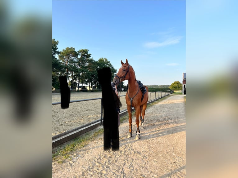 Westfale Wallach 8 Jahre 174 cm Fuchs in Swisttal