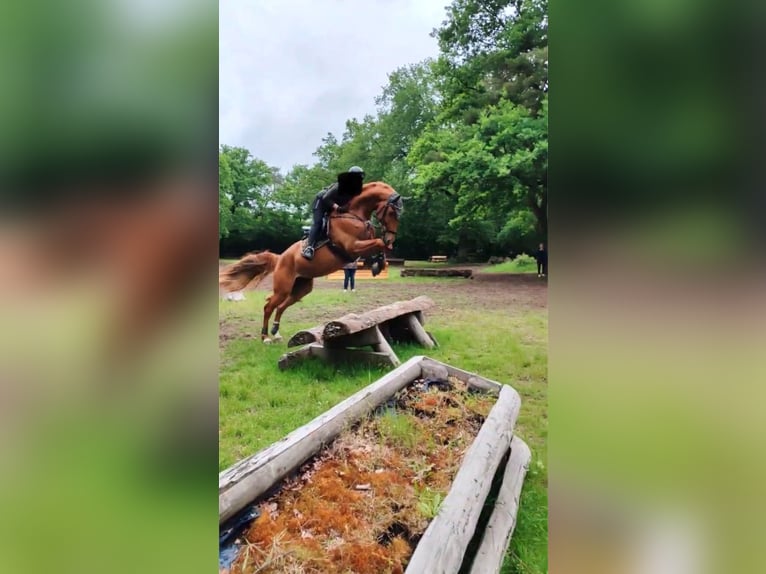 Westfale Wallach 8 Jahre 174 cm Fuchs in Swisttal