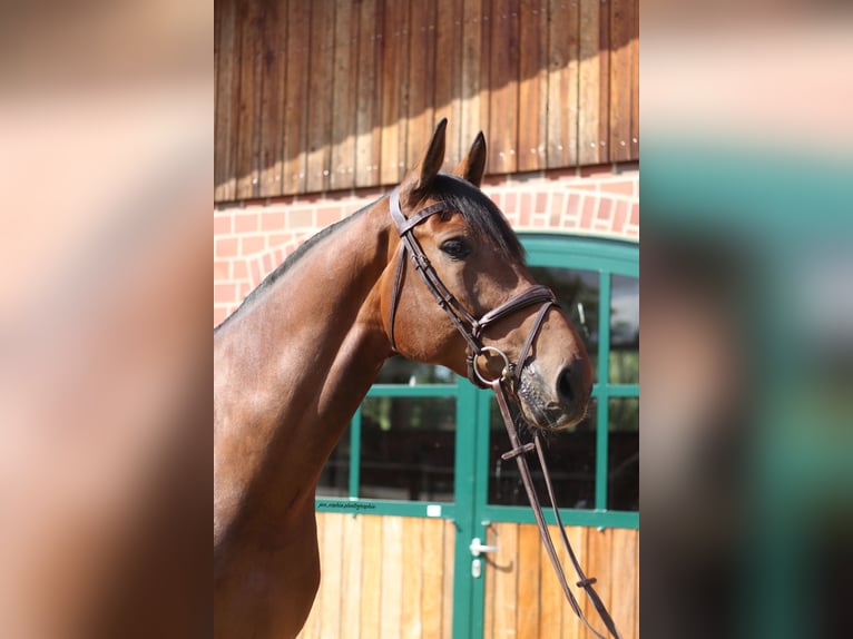 Westfale Wallach 8 Jahre 175 cm Brauner in Hamburg Kirchwerder