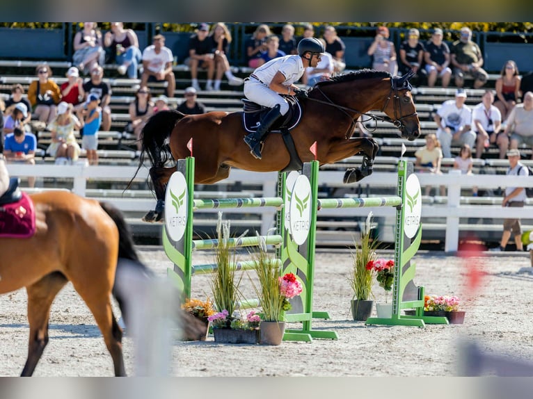 Westfale Wallach 8 Jahre 175 cm Brauner in Prag