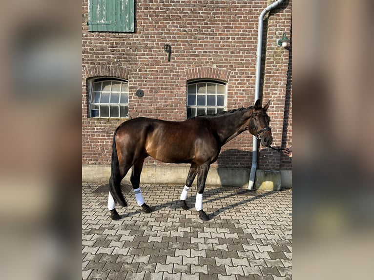 Westfale Wallach 8 Jahre 175 cm Dunkelbrauner in Geldern