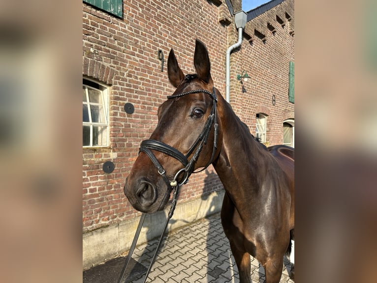 Westfale Wallach 8 Jahre 175 cm Dunkelbrauner in Geldern