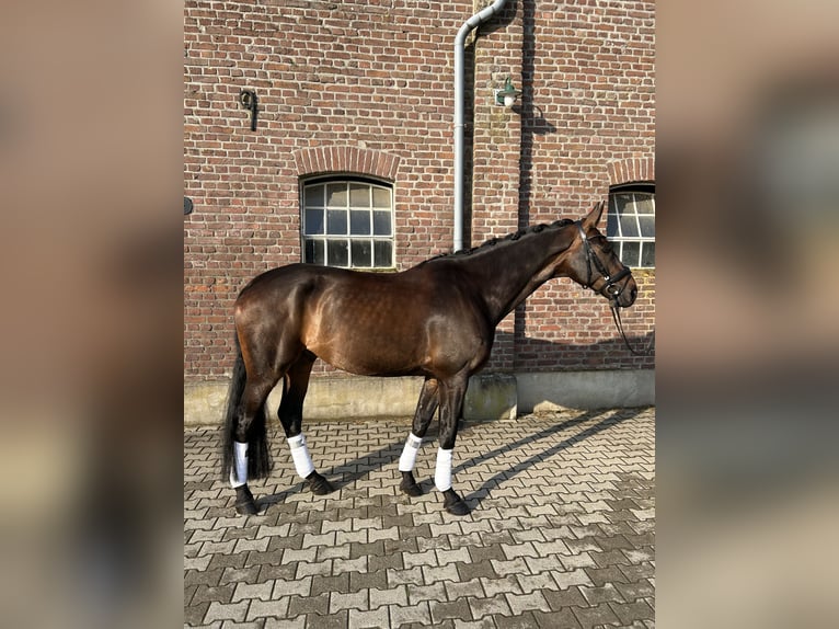 Westfale Wallach 8 Jahre 175 cm Dunkelbrauner in Geldern