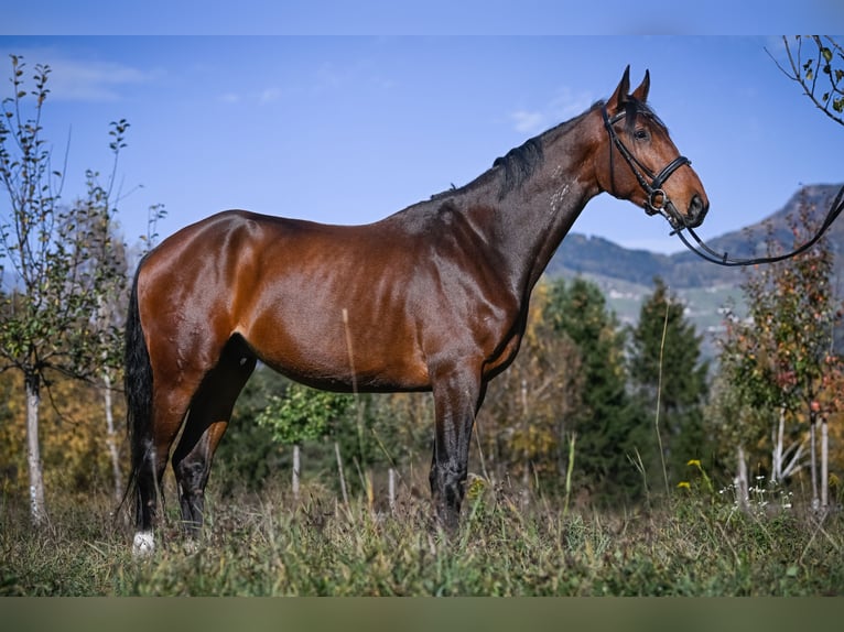 Westfale Wallach 8 Jahre 175 cm Dunkelbrauner in Bonaduz