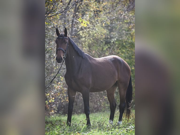 Westfale Wallach 8 Jahre 175 cm Dunkelbrauner in Bonaduz