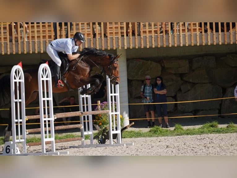 Westfale Wallach 8 Jahre 175 cm Dunkelbrauner in Bonaduz