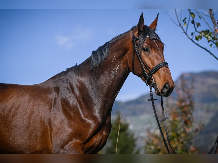 Westfale Wallach 8 Jahre 175 cm Dunkelbrauner in Bonaduz