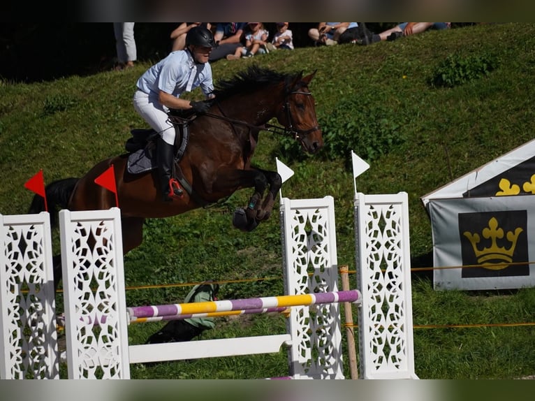 Westfale Wallach 8 Jahre 175 cm Dunkelbrauner in Bonaduz