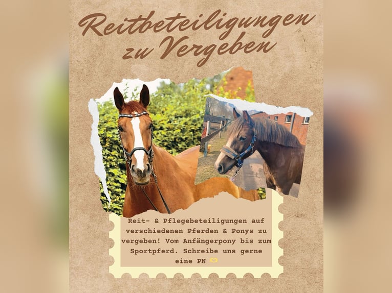 Westfale Wallach 8 Jahre 175 cm Fuchs in Twist Westfale Wallach 8 Jahre 175 cm Fuchs in Twist