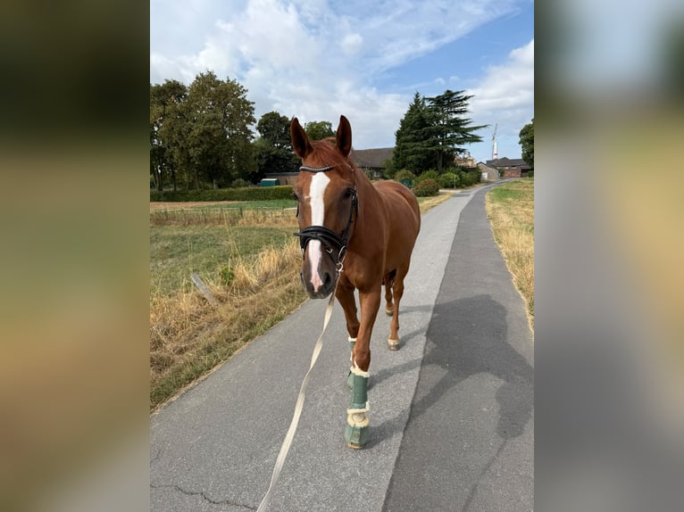Westfale Wallach 8 Jahre 175 cm Fuchs in Willich