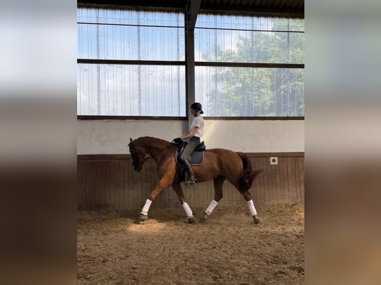 Westfale Wallach 8 Jahre 175 cm Fuchs in Willich