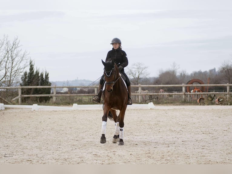 Westfale Wallach 8 Jahre 176 cm Brauner in sardieu