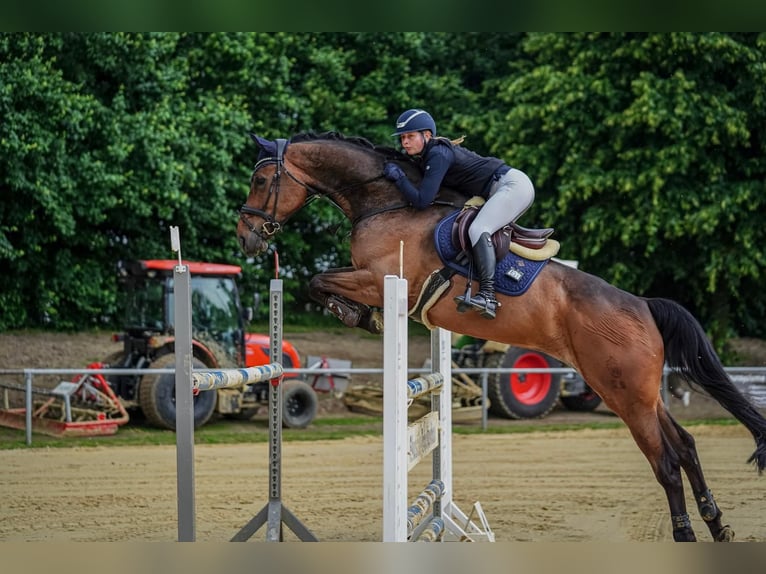Westfale Wallach 8 Jahre 176 cm Dunkelbrauner in Senden