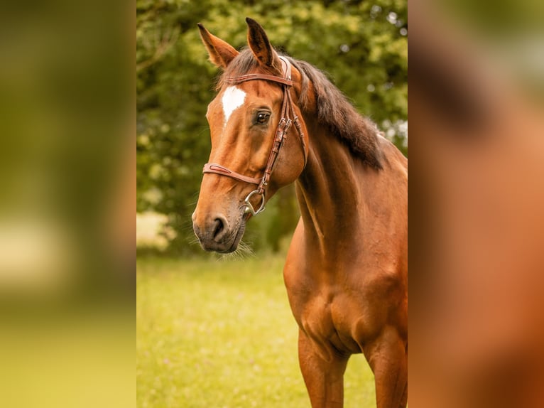 Westfale Wallach 8 Jahre 178 cm Brauner in Moosach