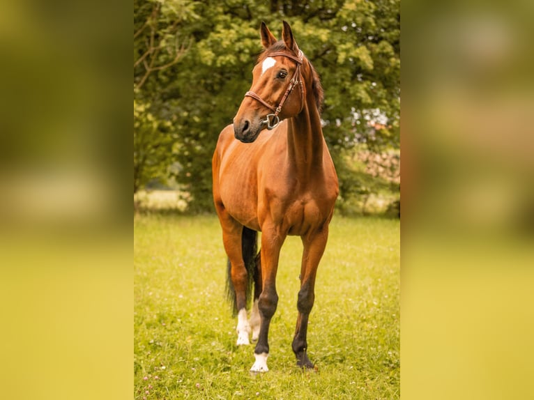 Westfale Wallach 8 Jahre 178 cm Brauner in Moosach