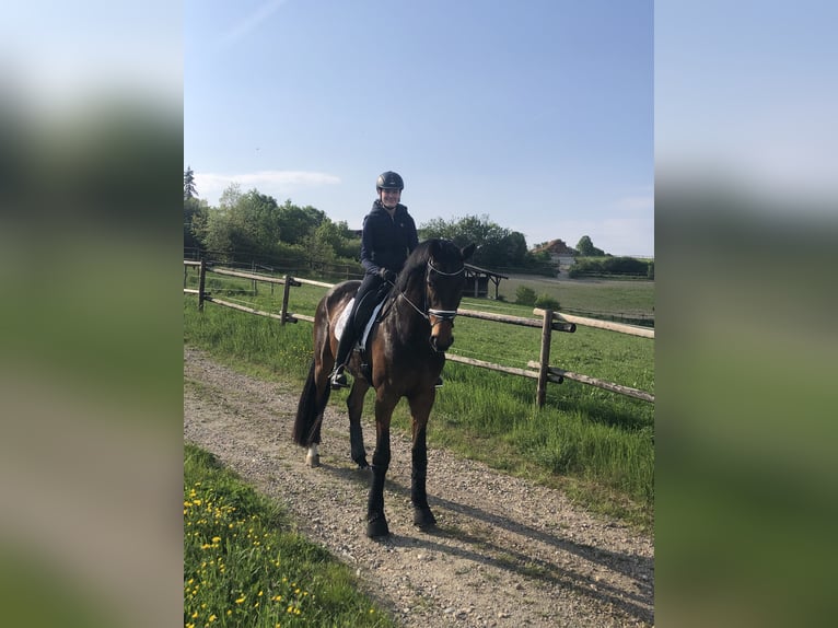 Westfale Wallach 8 Jahre 178 cm in TaunussteinTaunusstein