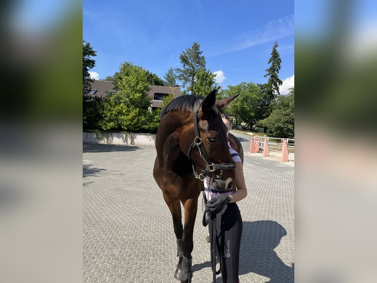 Westfale Wallach 8 Jahre 178 cm in TaunussteinTaunusstein