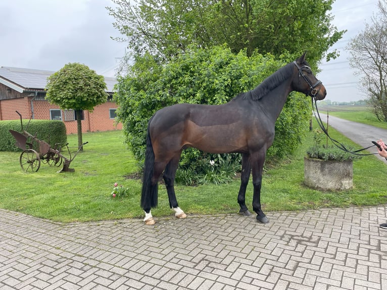 Westfale Wallach 8 Jahre 178 cm Dunkelbrauner in Stadtlohn
