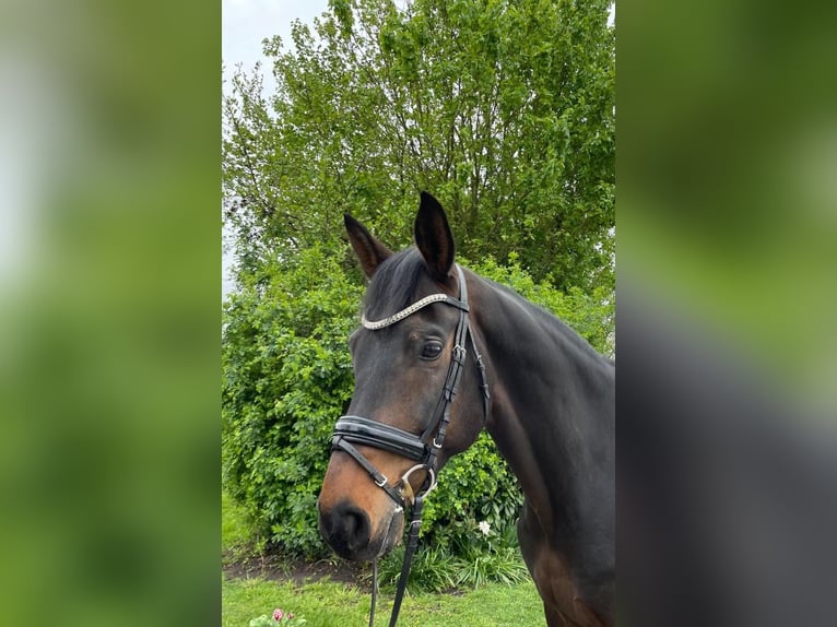 Westfale Wallach 8 Jahre 178 cm Dunkelbrauner in Stadtlohn