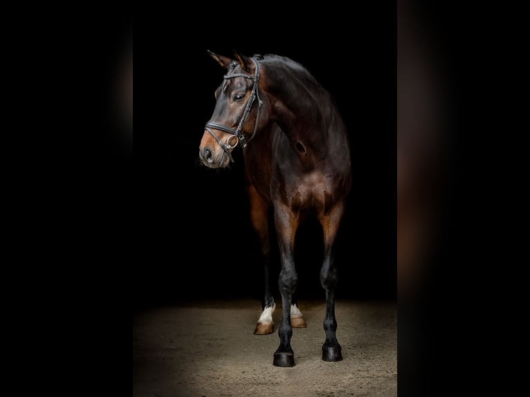 Westfale Wallach 8 Jahre 178 cm Dunkelbrauner in Stadtlohn