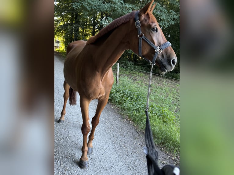 Westfale Wallach 8 Jahre 178 cm Fuchs in Senftenberg