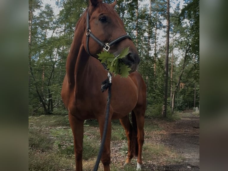Westfale Wallach 8 Jahre 178 cm Fuchs in Senftenberg