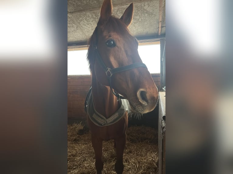 Westfale Wallach 8 Jahre 178 cm Fuchs in Senftenberg