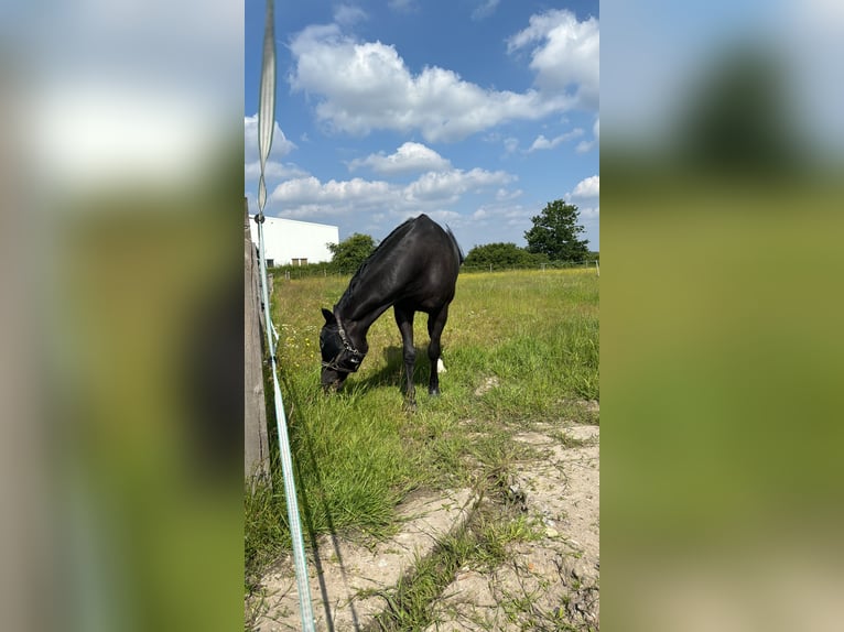 Westfale Wallach 8 Jahre 178 cm Schwarzbrauner in Sendenhorst