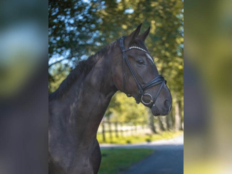 Westfale Wallach 8 Jahre 180 cm Dunkelbrauner in Bramsche