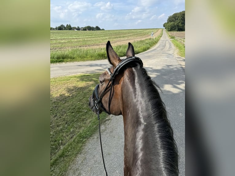 Westfale Wallach 8 Jahre 180 cm Dunkelbrauner in Bramsche