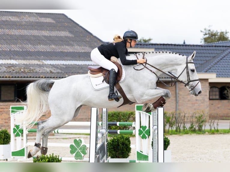 Westfale Wallach 8 Jahre 180 cm Schimmel in Waddinxveen Westfale Wallach 8 Jahre 180 cm Schimmel in Waddinxveen