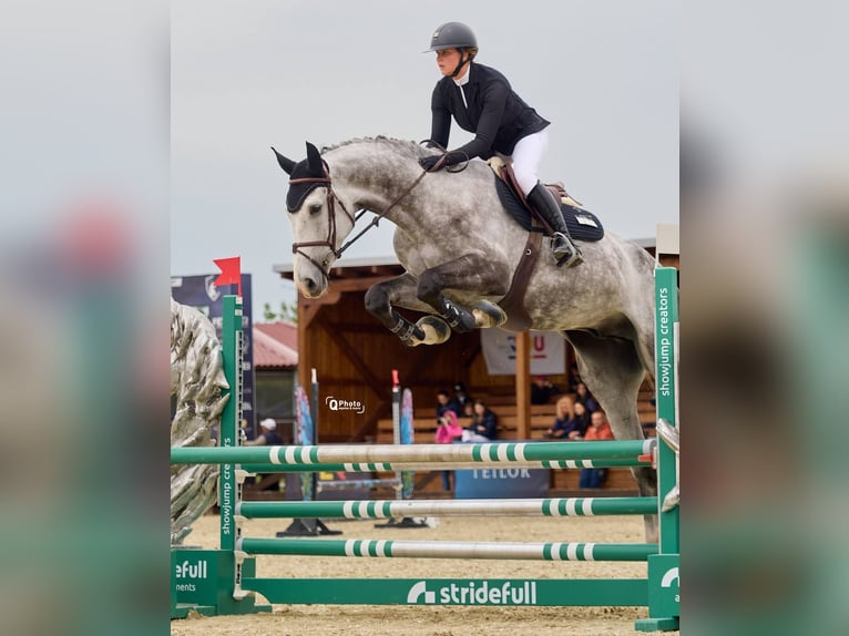 Westfale Wallach 8 Jahre 185 cm Apfelschimmel in Buc