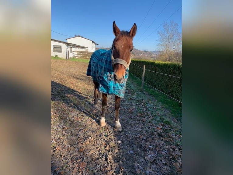 Westfale Wallach 8 Jahre  in Taunusstein