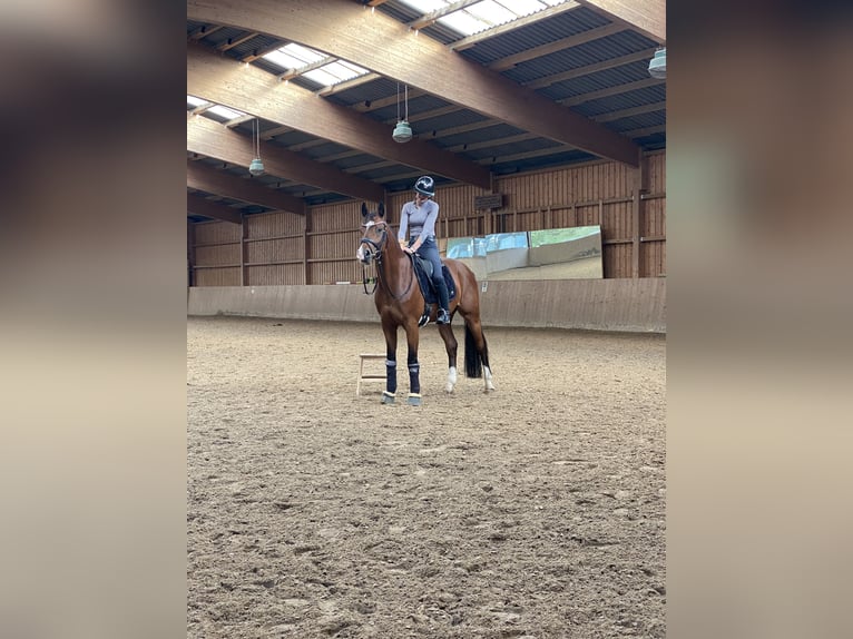 Westfale Wallach 9 Jahre 165 cm Brauner in Barntrup