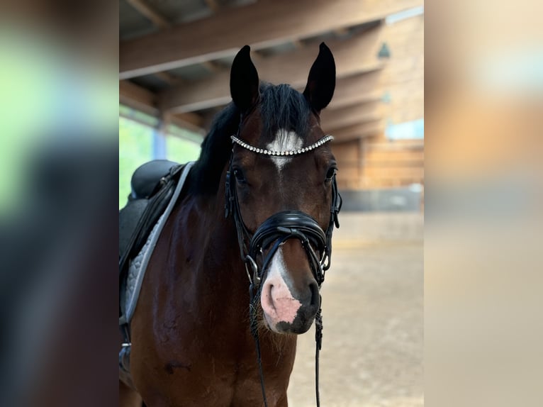 Westfale Wallach 9 Jahre 165 cm Brauner in Barntrup