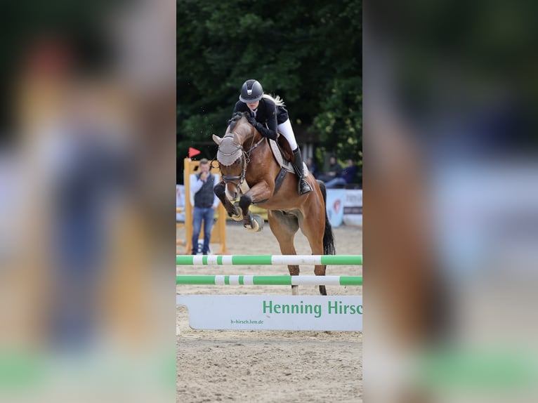 Westfale Wallach 9 Jahre 165 cm Brauner in Barntrup