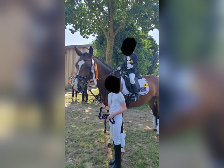 Westfale Wallach 9 Jahre 165 cm in Warendorf