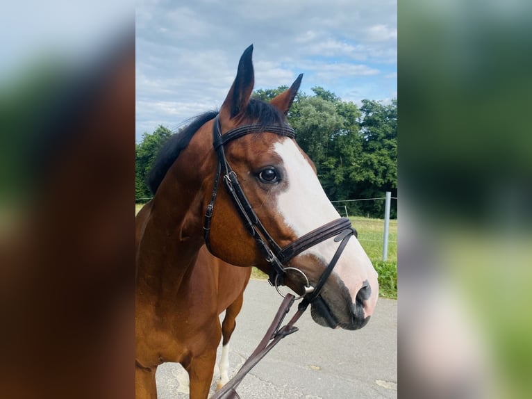 Westfale Wallach 9 Jahre 167 cm Brauner in Schw&#xE4;bisch Gm&#xFC;nd