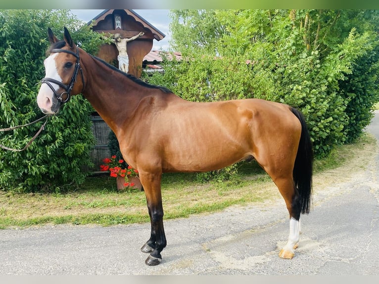Westfale Wallach 9 Jahre 167 cm Brauner in Schw&#xE4;bisch Gm&#xFC;nd