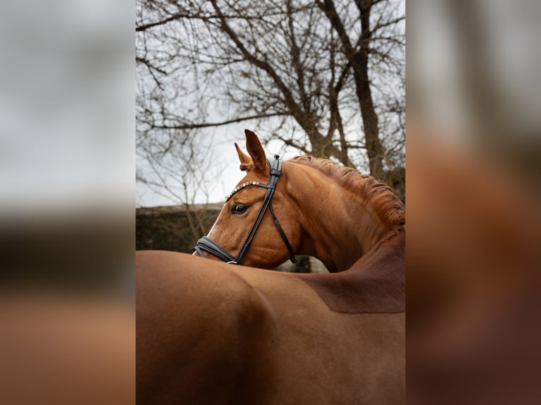 Westfale Wallach 9 Jahre 167 cm Fuchs in Hayingen