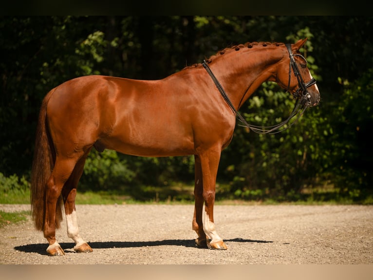 Westfale Wallach 9 Jahre 167 cm Fuchs in Wehringen