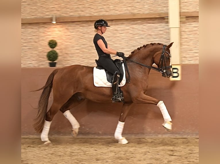 Westfale Wallach 9 Jahre 167 cm Fuchs in Wehringen